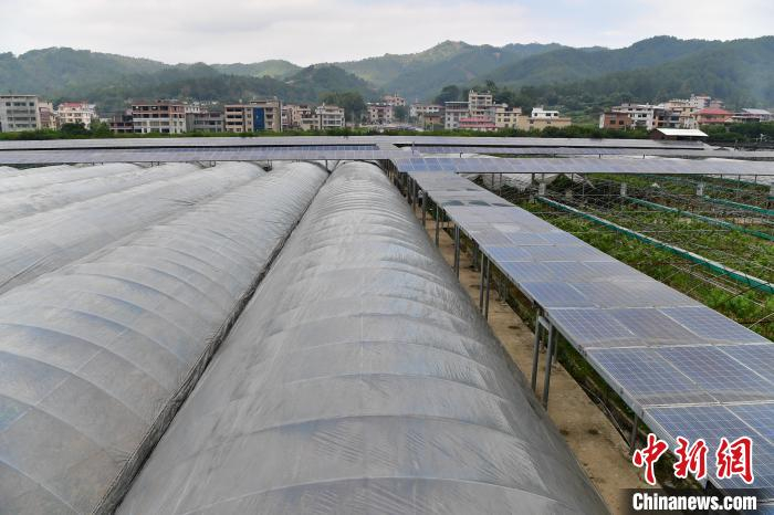     永定区嘉华农业科技观光园棚上发电、棚下种果，“农光”互补。　张斌　摄