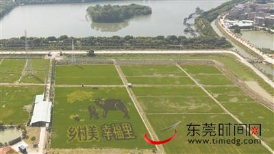 ▲横沥鲜峰农业园的艺术创意稻田 市农业农村局供图