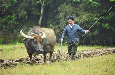李豆罗正在犁田。A10-A11版图片/受访者提供