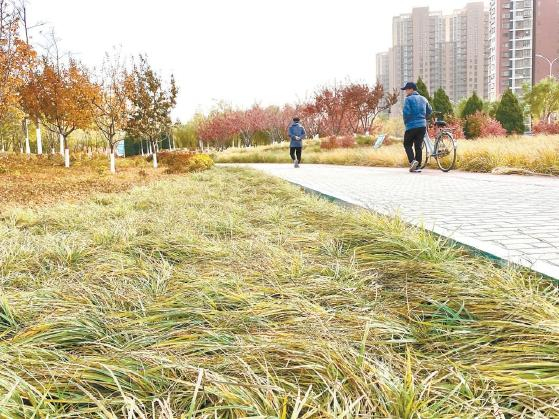 东六环路辅路绿地种植的苔草，绿期可达11个月。本报记者 王海燕摄