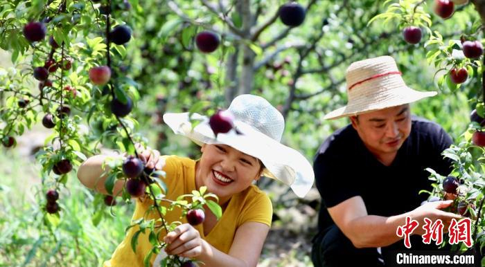 图为重庆市云阳县清水土家族乡村民在李子产业园采摘。　陈小娅 摄