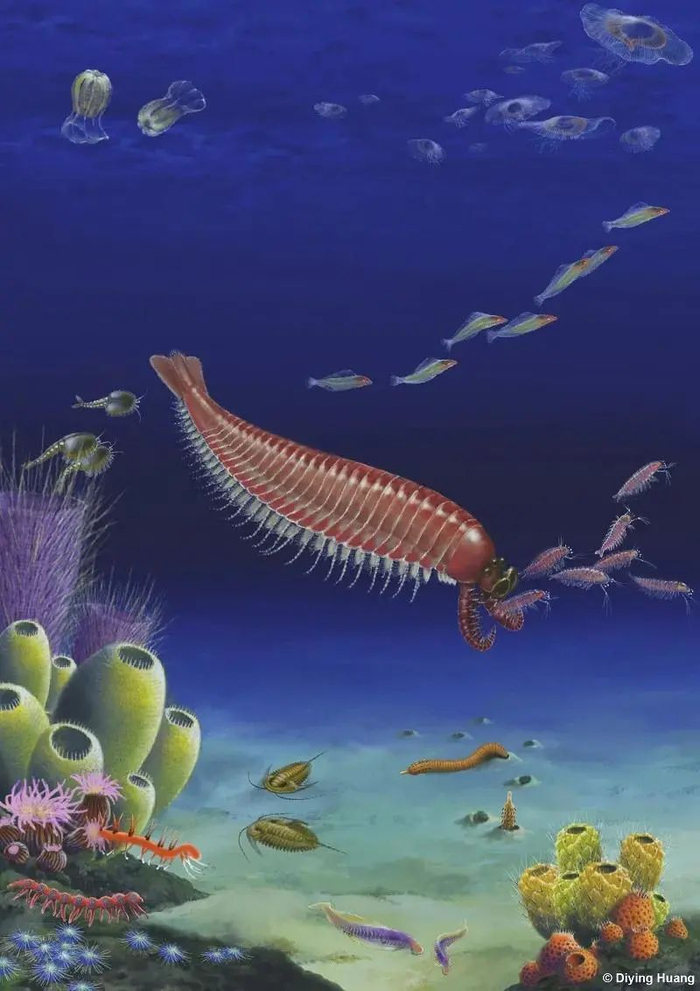 麒麟虾复原图。黄迪颖供图