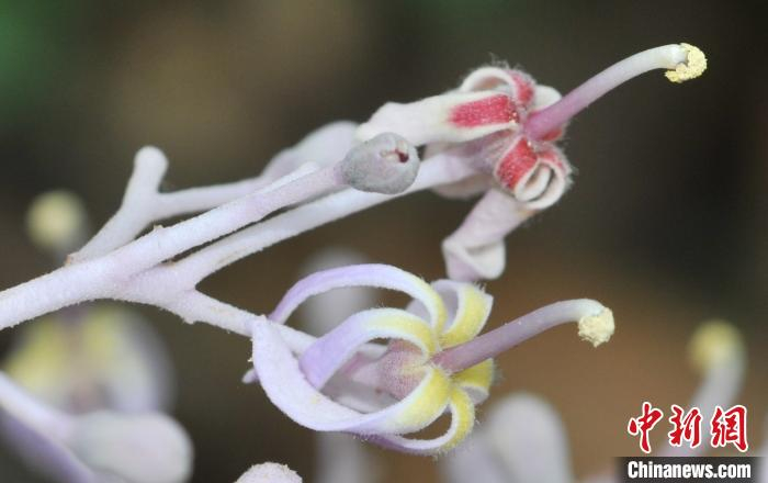 图为大围山梧桐。　张贵良 摄