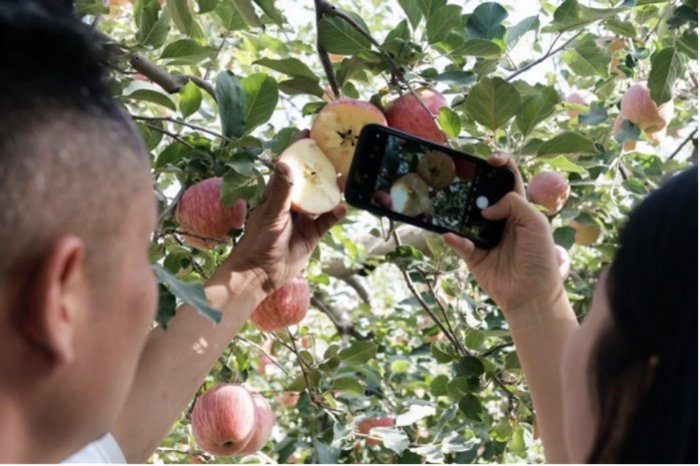 ▲拼多多新农人代表李成俊正在给自己的店铺拍摄产品样图，他的产品全部来自当地最好的果园，苹果个个都是“冰糖心”。（穆功 摄）