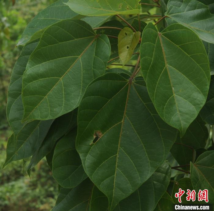 图为大围山梧桐。　张贵良 摄