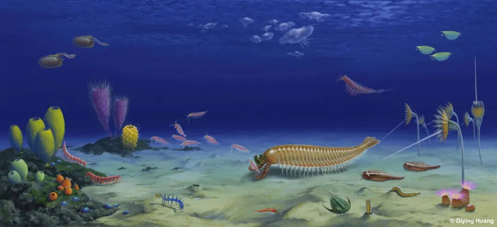 麒麟虾复原图。黄迪颖供图