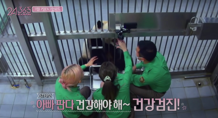 两名女团成员先后抚摸了大熊猫，两人都没有佩戴口罩和手套。  视频截图