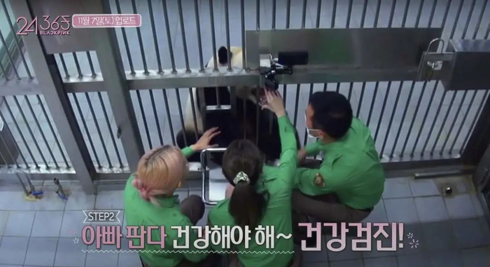 两名女团成员先后抚摸了大熊猫，两人都没有佩戴口罩和手套。视频截图