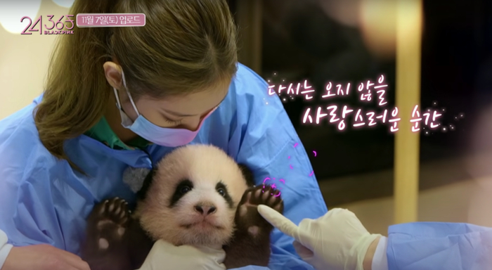 女团成员搂抱熊猫宝宝。  视频截图