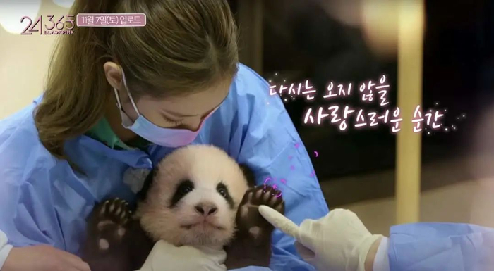 女团成员搂抱熊猫宝宝。视频截图
