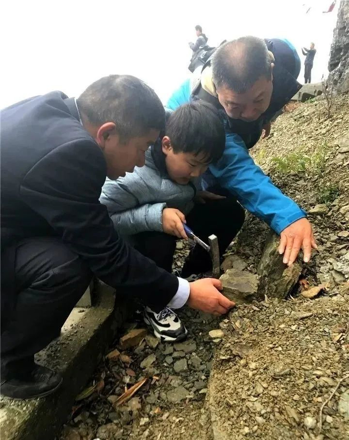 ▲密集存在的笔石化石