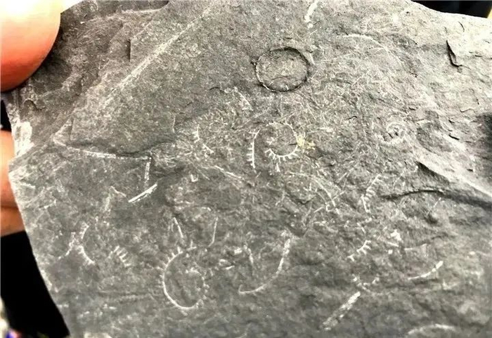 ▲学生在采集化石标本