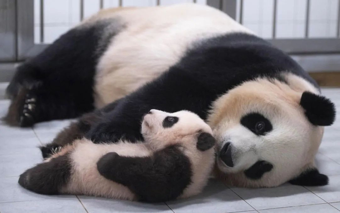 ▲在韩国诞生的首只大熊猫幼仔“福宝”与妈妈“华妮”（韩国呼名：爱宝）。图/韩联社