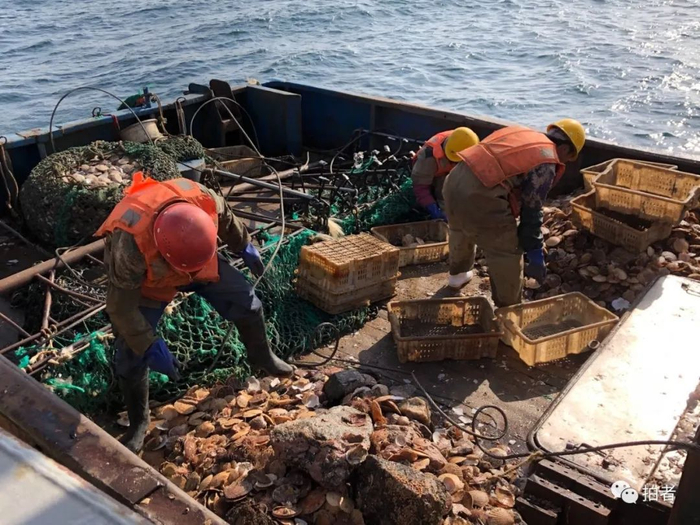 ▲2019年11月16日，我前往獐子岛调查扇贝受灾情况时拍到的正在分拣扇贝的船员。