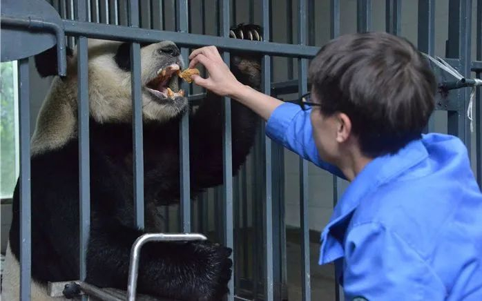 ▲研究人员和动物饲养员接近动物时，也需要遵循动物防疫、操作规程等相关规定。图/中国大熊猫保护研究中心官网