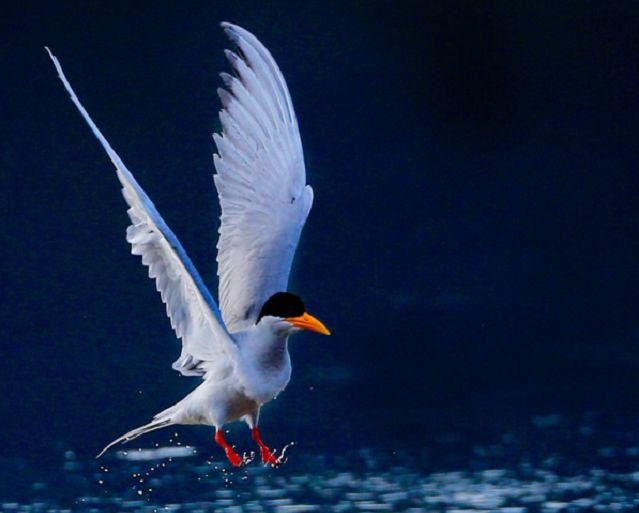 黄嘴河燕鸥 孙晓宏摄