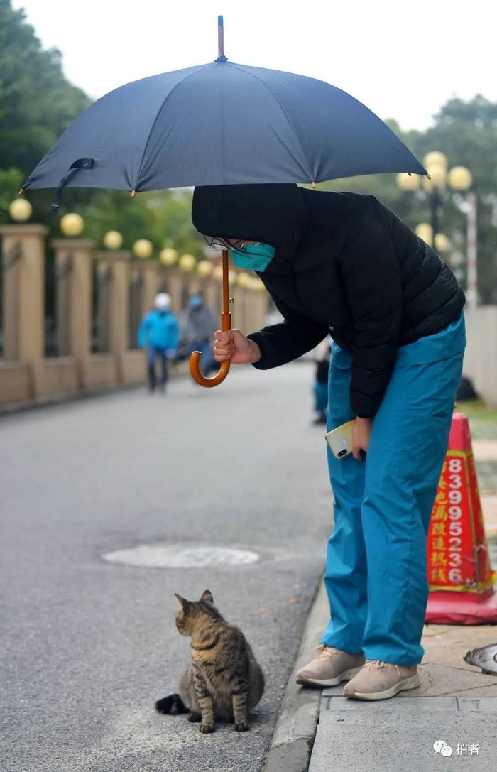 ▲2020年3月，武汉，受疫情影响，街上多了很多流浪猫狗。队里不让乱摸动物，我只能给小猫咪打个伞。