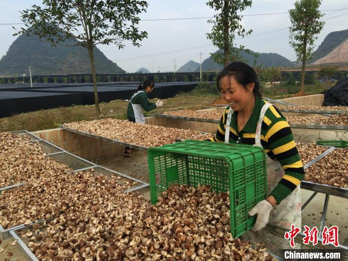  图为村民丰收食用菌。安龙县融媒体中心供图