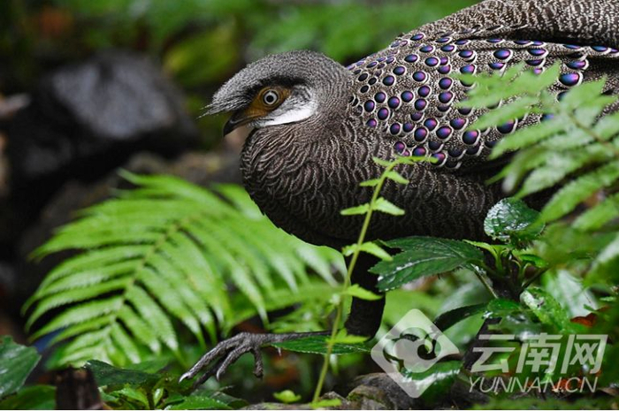 灰孔雀雉 斯塔凡（挪威）摄