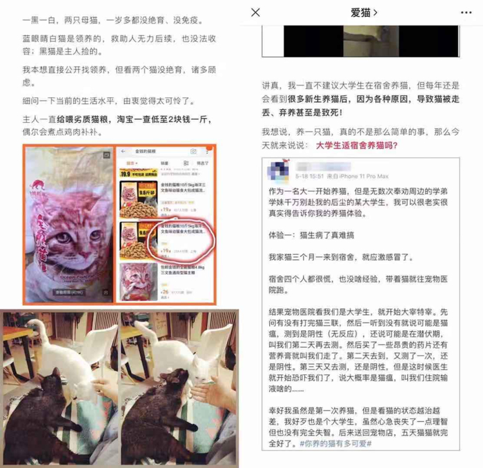 图片来源于“爱猫”公众号文章：（左）被领养者收养后投喂劣质猫粮致病、再度弃养 / （右）大学生宿舍不当养猫导致事故的案例。