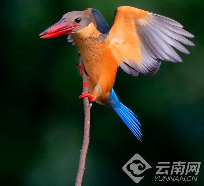 鹤嘴翡翠 孙晓宏摄