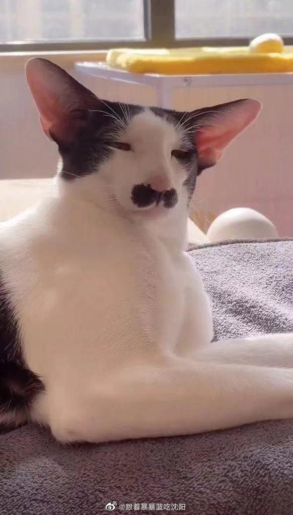 这只猫是东短?长相和花色绝到一定程度了… (图源网络)|猫_新浪新闻