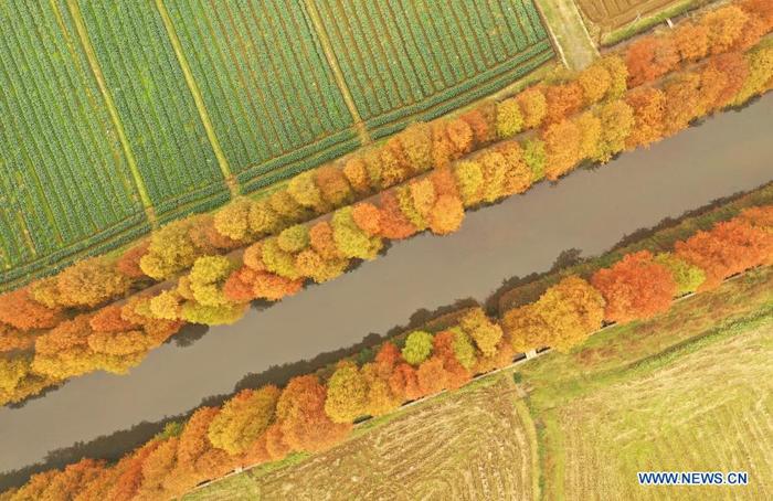 Aerial photo taken on Dec. 6, 2020 shows the winter scenery of metasequoia at Baidishi Village in Qidong County of Hengyang, central China's Hunan Province. (Photo by Cao Zhengping/Xinhua)