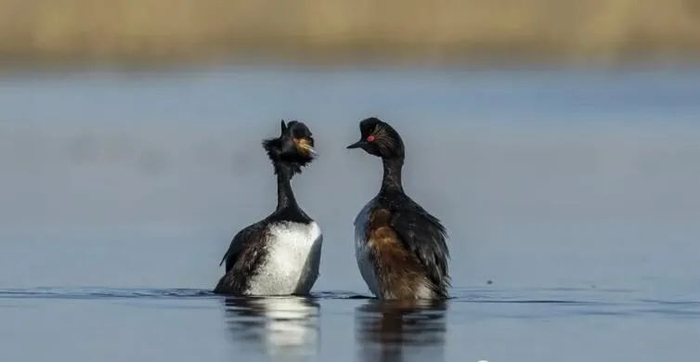 （黑颈鸊鷉 资料图）