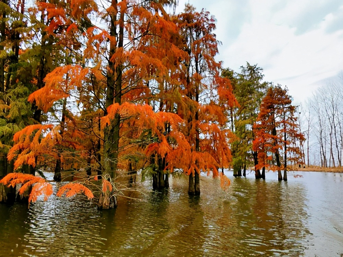 南京最大的池杉湖,有5万多棵池杉,12月风景独好最适合前往