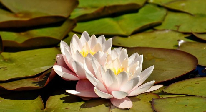 花卉批发挣钱吗