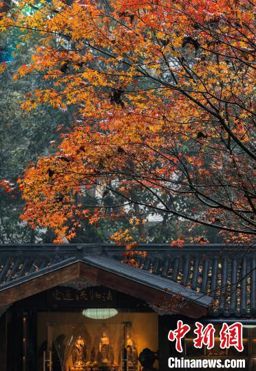 灵隐寺一座庙堂之外秋意浓郁。　薛宁刚（通讯员）　摄