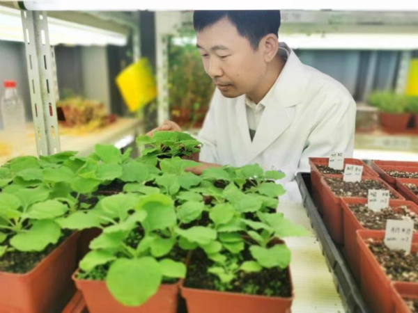 图说：王二涛研究员在观察植物研究材料 来源/中科院分子植物科学卓越创新中心（下同）