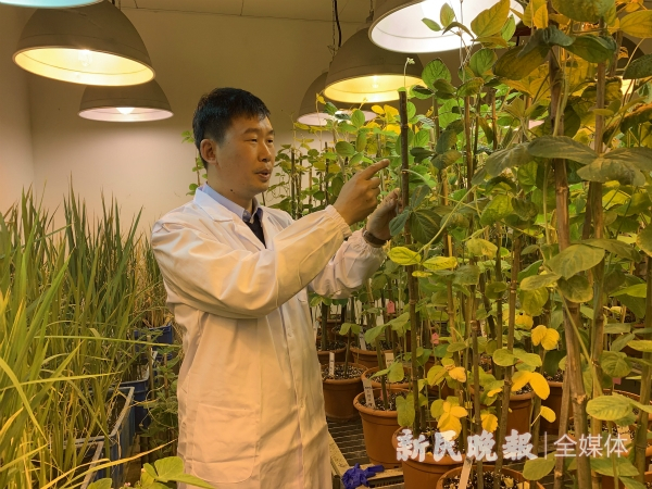 图说：王二涛研究员 新民晚报记者 郜阳 摄