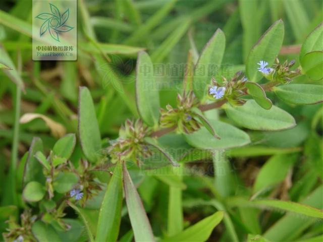 小花远志见过吗祛痰止咳散瘀治咳嗽咯痰不爽跌打损伤