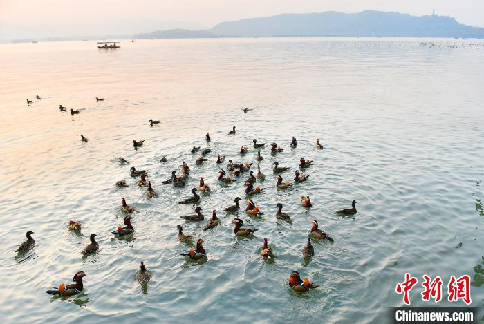 图为杭州西湖边游客任意投喂导致鸳鸯聚集 董耿 摄