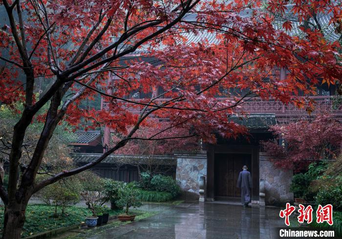 灵隐寺寺庙前的红枫树迎来最佳观赏期。　薛宁刚（通讯员）　摄