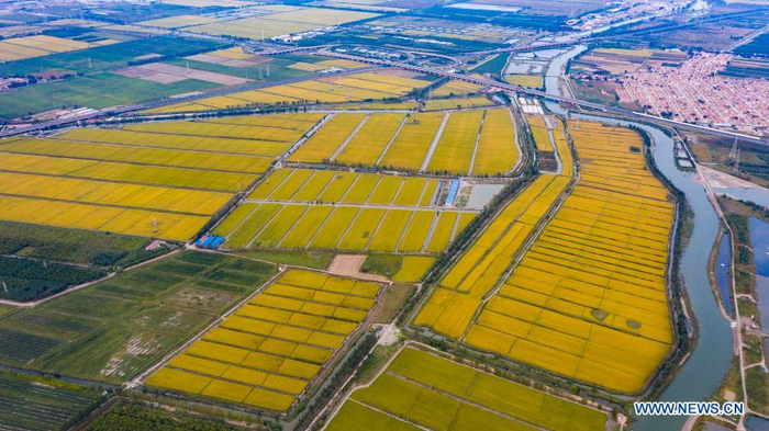 Aerial photo taken on Sept. 22, 2020 shows rice fields in Haibei Township, Lutai Economic Development Zone of Tangshan City in north China's Hebei Province. China's grain output reached nearly 670 billion kg in 2020, up 5.65 billion kg, or 0.9 percent, from last year, the National Bureau of Statistics (NBS) said on Thursday. This marks the sixth consecutive year that the country's total grain production has exceeded 650 billion kg. The bumper harvest comes despite disrupted farming as a result of the COVID-19 epidemic, which has been held in check thanks to efforts to ensure the transportation of agricultural materials and strengthen farming management. (Xinhua/Mu Yu)