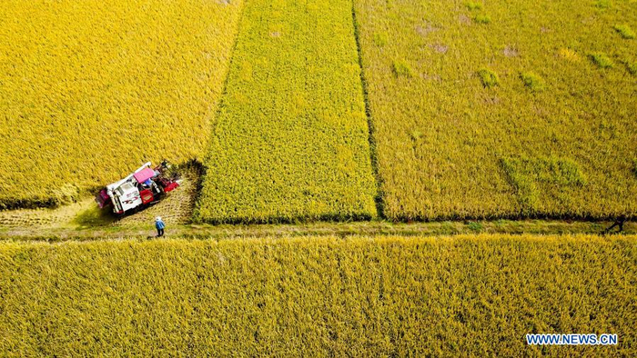 Aerial photo taken on Oct. 21, 2020 shows farmers operating harvesters in rice fields in Pizhuang Township, Taierzhuang District, Zaozhuang City of east China's Shandong Province. China's grain output reached nearly 670 billion kg in 2020, up 5.65 billion kg, or 0.9 percent, from last year, the National Bureau of Statistics (NBS) said on Thursday. This marks the sixth consecutive year that the country's total grain production has exceeded 650 billion kg. The bumper harvest comes despite disrupted farming as a result of the COVID-19 epidemic, which has been held in check thanks to efforts to ensure the transportation of agricultural materials and strengthen farming management. (Xinhua/Guo Xulei)