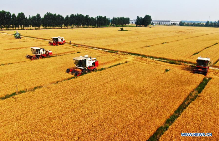Aerial photo taken on June 12, 2020 shows farmers operating harvesters in wheat fields in Dafu Village, Xixindian Township, Botou City of north China's Hebei Province. China's grain output reached nearly 670 billion kg in 2020, up 5.65 billion kg, or 0.9 percent, from last year, the National Bureau of Statistics (NBS) said on Thursday. This marks the sixth consecutive year that the country's total grain production has exceeded 650 billion kg. The bumper harvest comes despite disrupted farming as a result of the COVID-19 epidemic, which has been held in check thanks to efforts to ensure the transportation of agricultural materials and strengthen farming management. (Xinhua/Mu Yu)