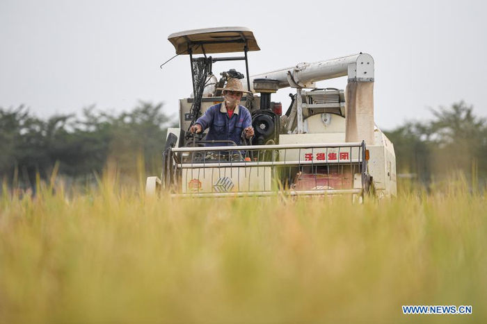 An employee operates a harvester in rice fields at Xinjiang Village, Longquan Township, Longhua District of Haikou City in south China's Hainan Province, Oct. 22, 2020. China's grain output reached nearly 670 billion kg in 2020, up 5.65 billion kg, or 0.9 percent, from last year, the National Bureau of Statistics (NBS) said on Thursday. This marks the sixth consecutive year that the country's total grain production has exceeded 650 billion kg. The bumper harvest comes despite disrupted farming as a result of the COVID-19 epidemic, which has been held in check thanks to efforts to ensure the transportation of agricultural materials and strengthen farming management. (Xinhua/Pu Xiaoxu)