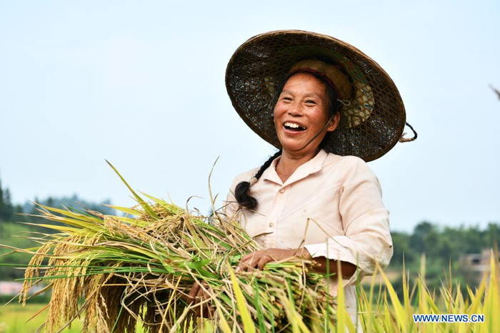 A farmer harvests rice at Shanghua Village, Gaoniang Township, Tianzhu County of southwest China's Guizhou Province, Sept. 2, 2020. China's grain output reached nearly 670 billion kg in 2020, up 5.65 billion kg, or 0.9 percent, from last year, the National Bureau of Statistics (NBS) said on Thursday. This marks the sixth consecutive year that the country's total grain production has exceeded 650 billion kg. The bumper harvest comes despite disrupted farming as a result of the COVID-19 epidemic, which has been held in check thanks to efforts to ensure the transportation of agricultural materials and strengthen farming management. (Xinhua/Yang Wenbin)