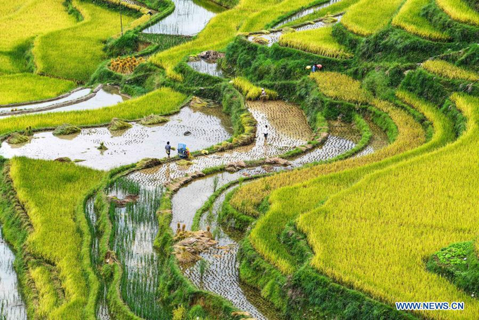 Farmers harvest rice at Dangniu Village, Jiabang Township, Congjiang County of southwest China's Guizhou Province, Sept. 19, 2020. China's grain output reached nearly 670 billion kg in 2020, up 5.65 billion kg, or 0.9 percent, from last year, the National Bureau of Statistics (NBS) said on Thursday. This marks the sixth consecutive year that the country's total grain production has exceeded 650 billion kg. The bumper harvest comes despite disrupted farming as a result of the COVID-19 epidemic, which has been held in check thanks to efforts to ensure the transportation of agricultural materials and strengthen farming management. (Xinhua/Yang Wenbin)