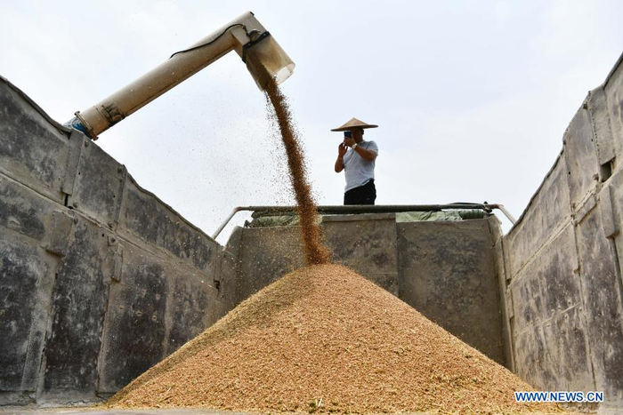 A farmer uses his phone as he monitors newly harvested wheat being loaded to his truck in Tangtou Township, Sinan County of southwest China's Guizhou Province, May 13, 2020. China's grain output reached nearly 670 billion kg in 2020, up 5.65 billion kg, or 0.9 percent, from last year, the National Bureau of Statistics (NBS) said on Thursday. This marks the sixth consecutive year that the country's total grain production has exceeded 650 billion kg. The bumper harvest comes despite disrupted farming as a result of the COVID-19 epidemic, which has been held in check thanks to efforts to ensure the transportation of agricultural materials and strengthen farming management. (Xinhua/Yang Wenbin)