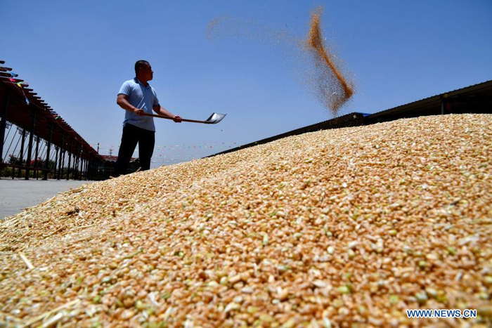 Guo Bobo, a leading grain grower, airs just-harvested wheat in Guocang Township, Wenshang County of east China's Shandong Province, June 3, 2020. China's grain output reached nearly 670 billion kg in 2020, up 5.65 billion kg, or 0.9 percent, from last year, the National Bureau of Statistics (NBS) said on Thursday. This marks the sixth consecutive year that the country's total grain production has exceeded 650 billion kg. The bumper harvest comes despite disrupted farming as a result of the COVID-19 epidemic, which has been held in check thanks to efforts to ensure the transportation of agricultural materials and strengthen farming management. (Xinhua/Guo Xulei)