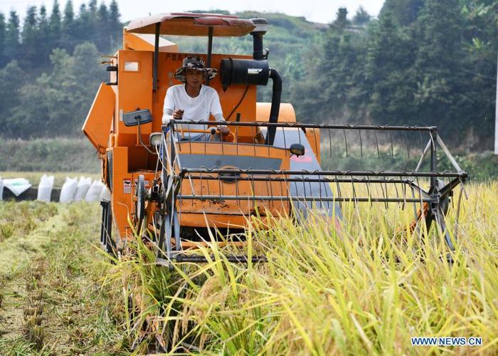 A farmer operates a harvester in rice fields at Shanghua Village, Gaoniang Township, Tianzhu County of southwest China's Guizhou Province, Sept. 2, 2020. China's grain output reached nearly 670 billion kg in 2020, up 5.65 billion kg, or 0.9 percent, from last year, the National Bureau of Statistics (NBS) said on Thursday. This marks the sixth consecutive year that the country's total grain production has exceeded 650 billion kg. The bumper harvest comes despite disrupted farming as a result of the COVID-19 epidemic, which has been held in check thanks to efforts to ensure the transportation of agricultural materials and strengthen farming management. (Xinhua/Yang Wenbin)