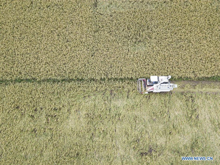 Aerial photo taken on Oct. 22, 2020 shows a harvester operating in rice fields at Xinjiang Village, Longquan Township, Longhua District of Haikou City in south China's Hainan Province. China's grain output reached nearly 670 billion kg in 2020, up 5.65 billion kg, or 0.9 percent, from last year, the National Bureau of Statistics (NBS) said on Thursday. This marks the sixth consecutive year that the country's total grain production has exceeded 650 billion kg. The bumper harvest comes despite disrupted farming as a result of the COVID-19 epidemic, which has been held in check thanks to efforts to ensure the transportation of agricultural materials and strengthen farming management. (Xinhua/Pu Xiaoxu)
