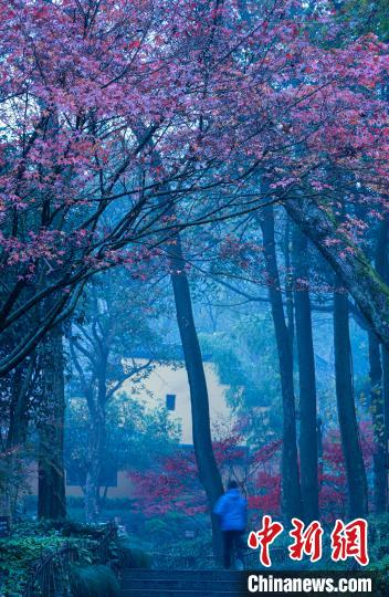 灵隐寺附近层林尽染，吸引游人。　薛宁刚（通讯员）　摄