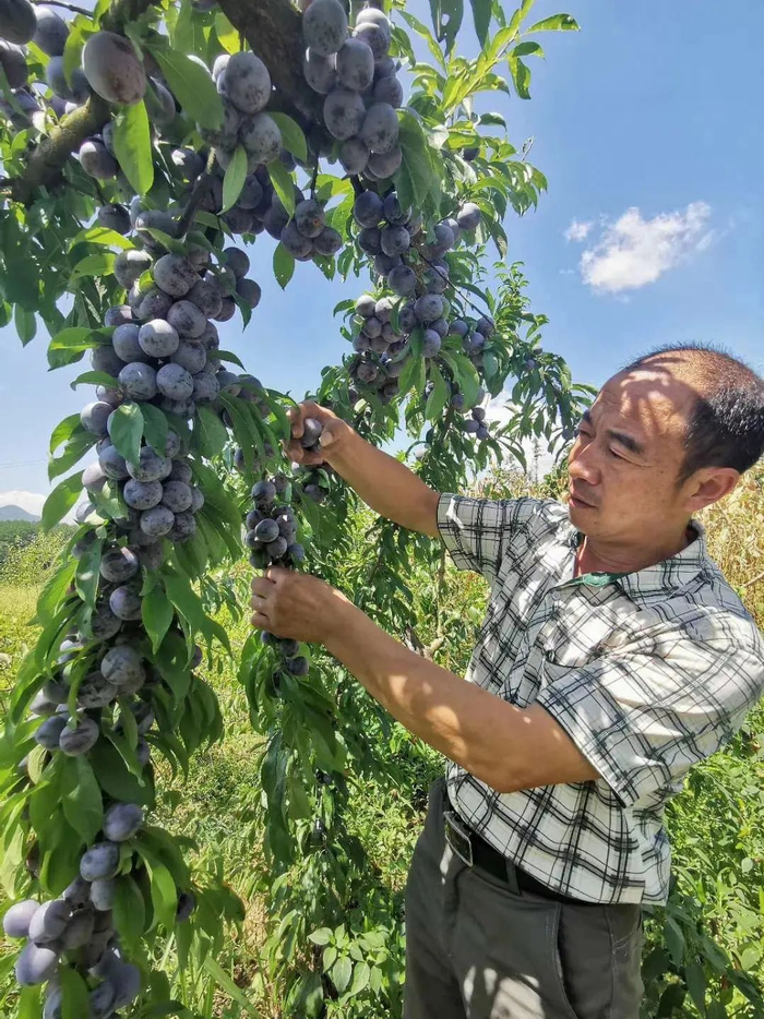 脆红李 图：石柱县新闻中心