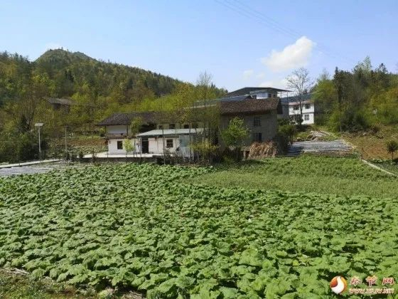 中药材产业 图：奉节网