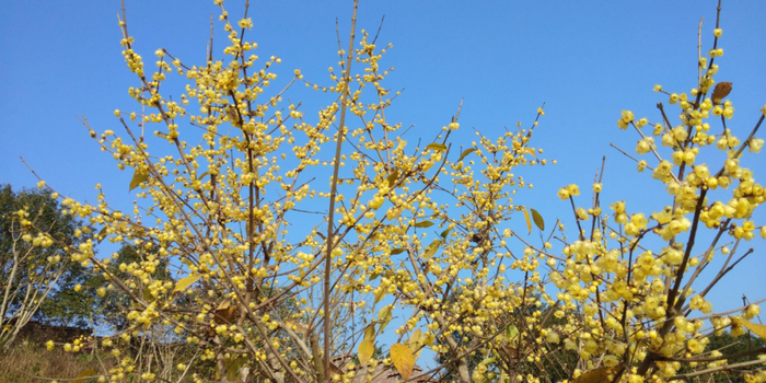 素心蜡梅 图：北碚区静观镇